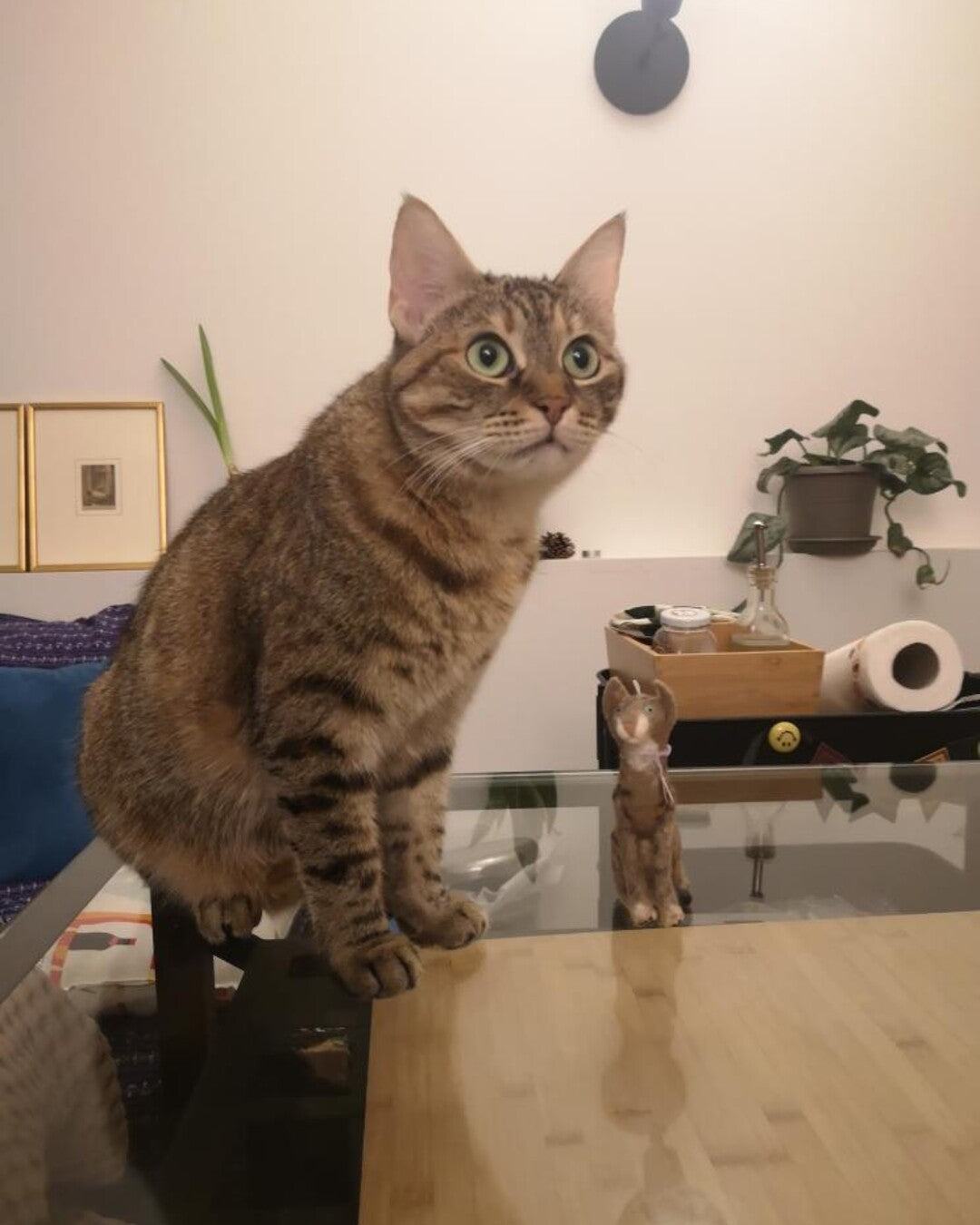 Custom "Pet portrait" soft toy