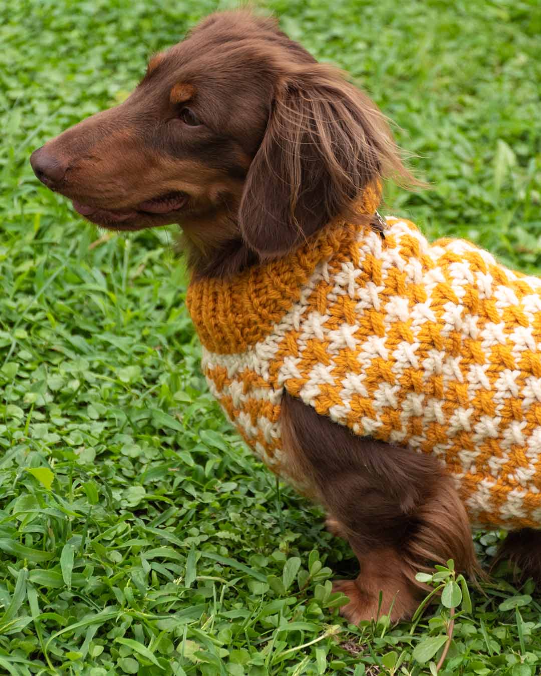 COCO - pied de poule dog sweater