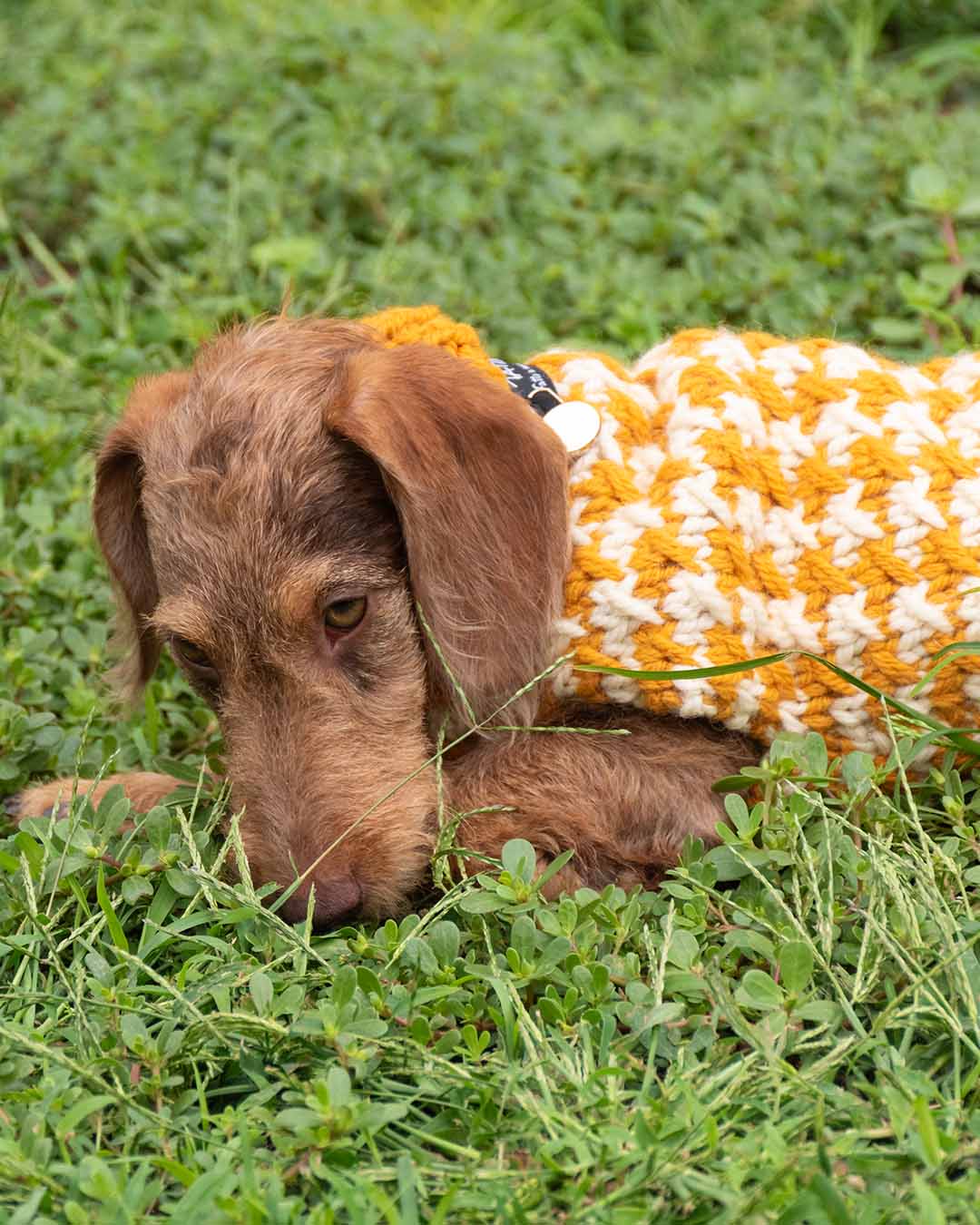 COCO - pied de poule dog sweater