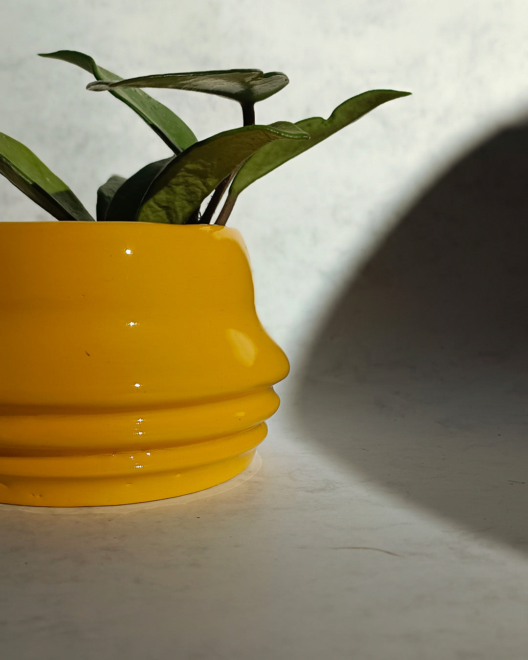 Tazza & Fiorera Portrait