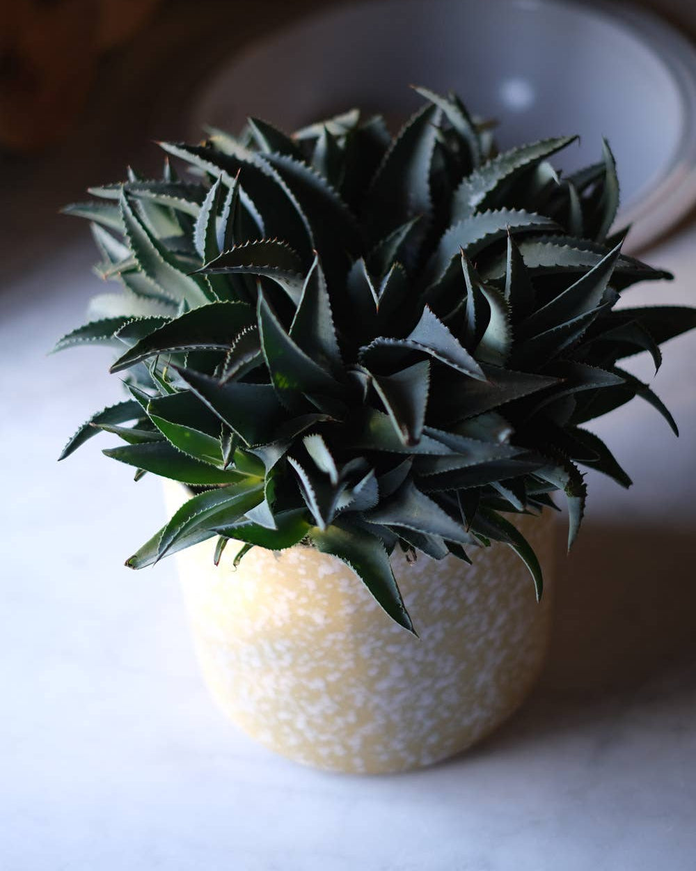 Speckled glazed stoneware planter