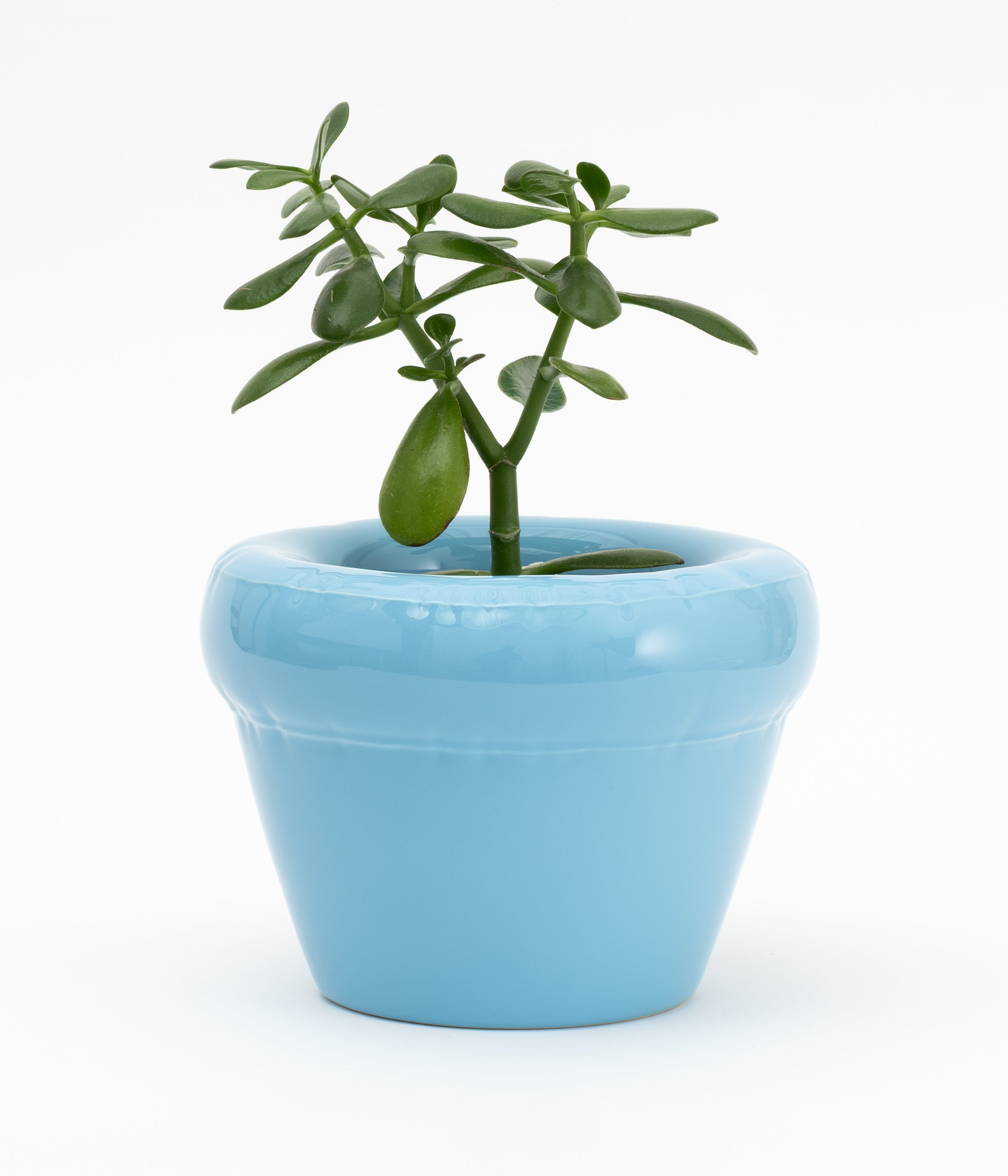 Pierre Planter glossy