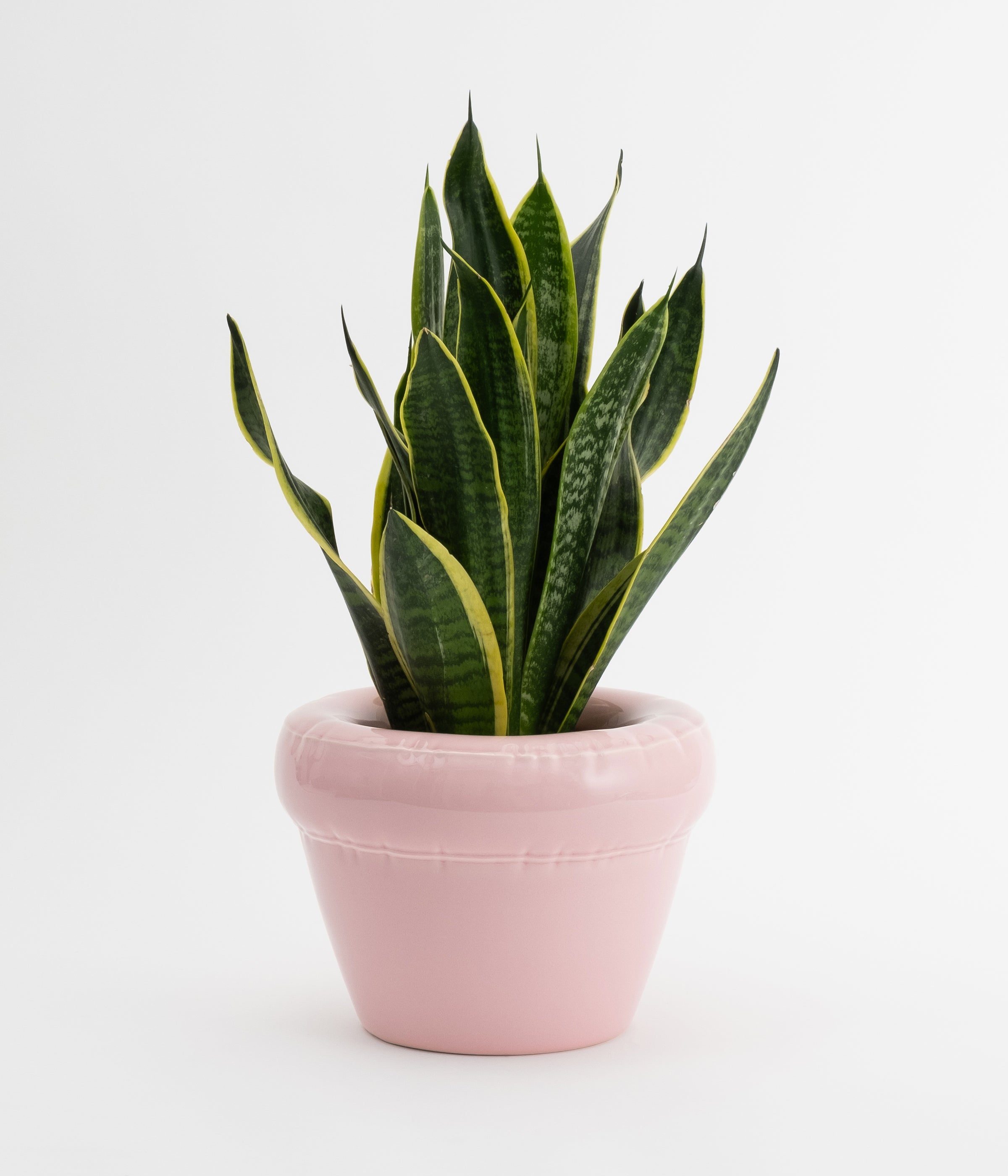 Pierre Planter glossy