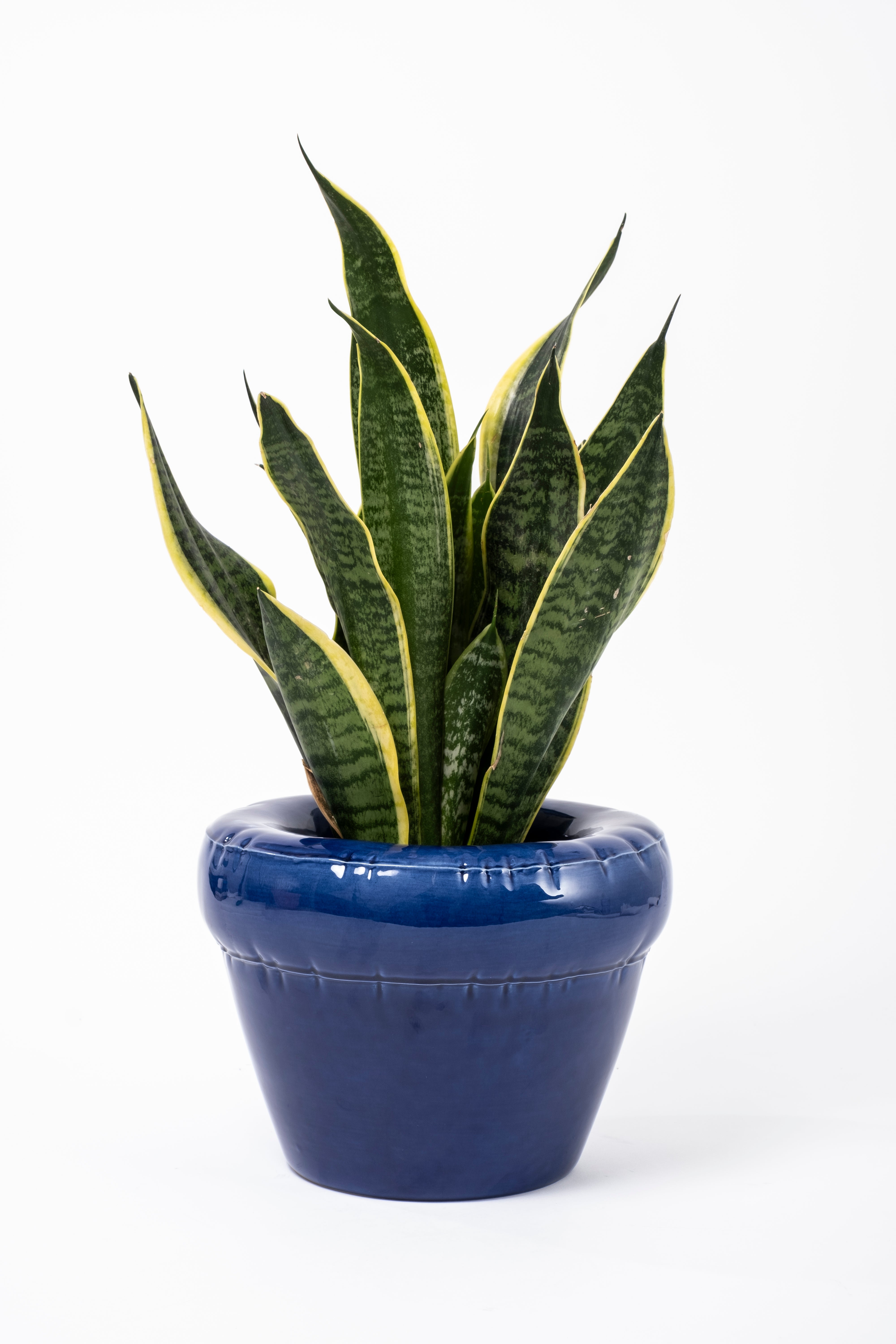 Pierre Planter glossy