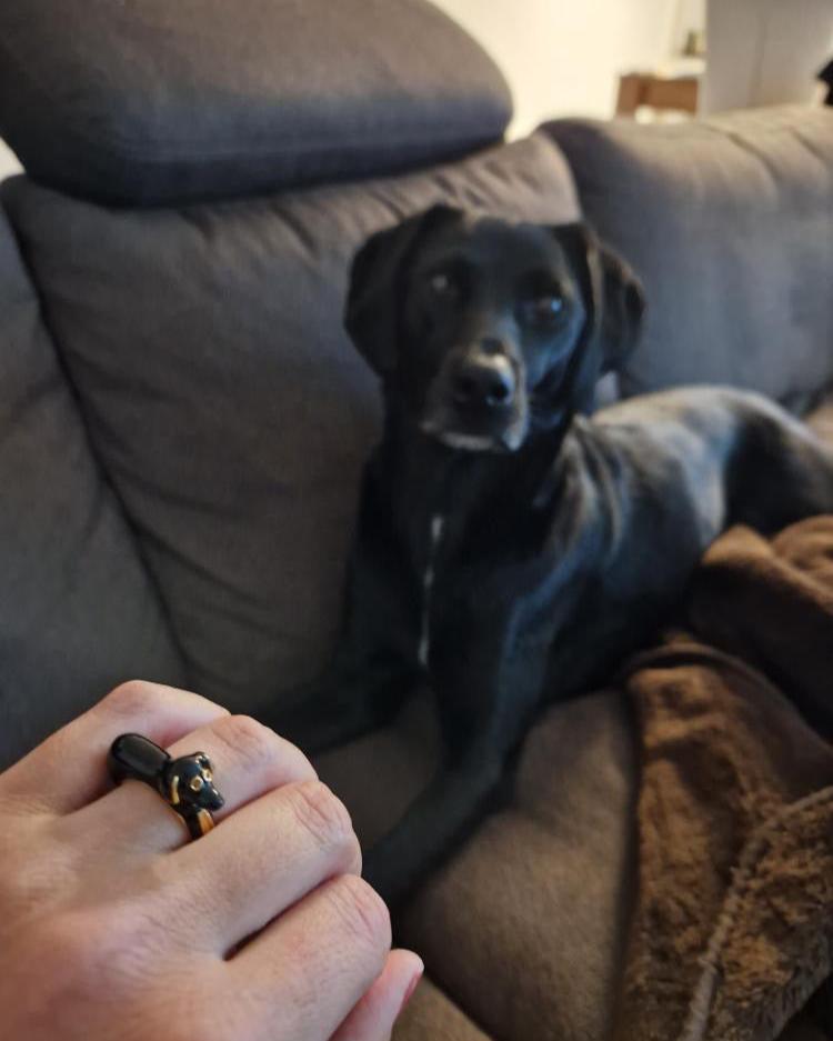 Custom Dog Ring