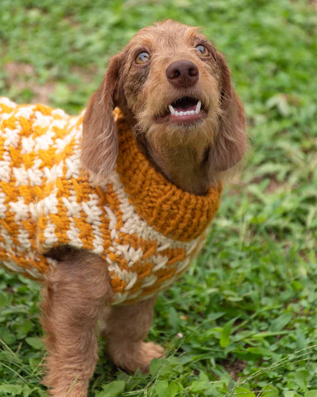 COCO - pied de poule dog sweater