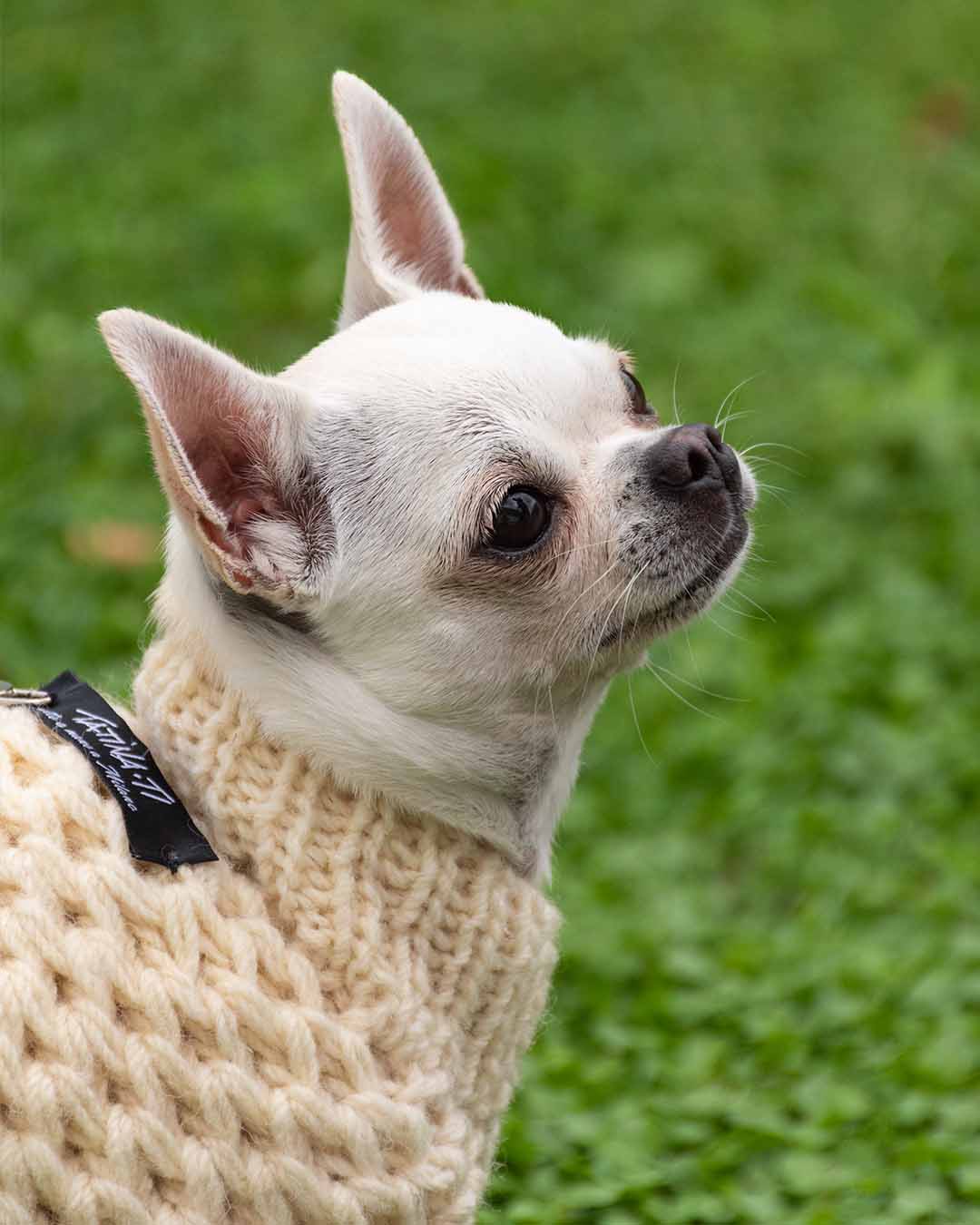 FREYA - Aran semi water-repellent  dog sweater