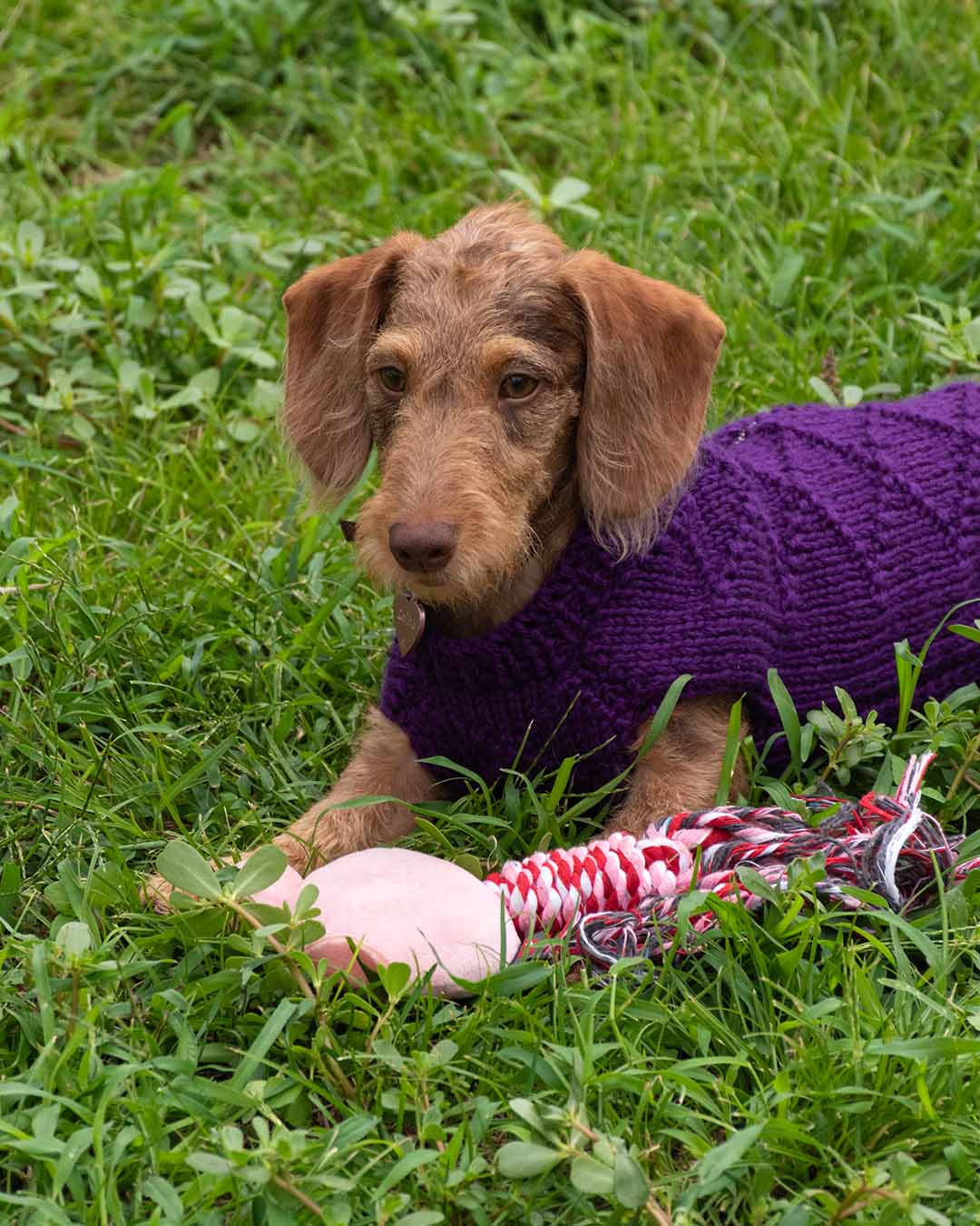 ZIPPY - geometric dog cardigan